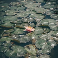 甜菜红天然色素（粉末）